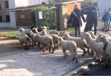 În Franţa, 15 oi au fost înscrise simbolic la școală, pentru a evita închiderea unei clase