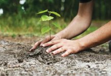 Oamenii de ştiinţă îi îndeamnă pe protestatarii ecologişti să planteze copaci pentru a salva planeta