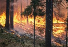 Incendii puternice de vegetaţie în Portugalia