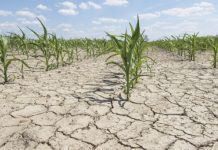 Ministerul Agriculturii a emis ordinul pentru constituirea comitetelor care vor constata pagubele produse de secetă