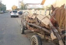 Alt semn clar că vine iarna… Tot mai mulţi pădurari, jandarmi şi poliţişti – la mijloc sau margine de codru des!