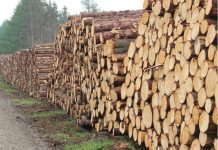 Dacă vreţi să aveţi o iarnă… călduroasă: Direcţia Silvică Prahova mai are de vânzare 12.000 de metri cubi de lemn de foc