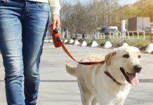Ploieşteni, vi se mai pregăteşte ceva: sancţiuni aspre pentru plimbarea animalelor de companie!