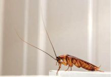 Gândacii de bucătărie au evoluat şi sunt aproape imposibil de ucis cu chimicale!