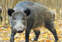 De la începutul epidemiei de pestă porcină, 139 de mistreți au fost găsiți morți în Prahova