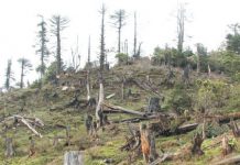 Pentru voi, care plângeţi de dorul pădurilor tăiate…