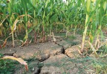 Suprafeţele agricole calamitate se apropie la nivel naţional de 352.000 de hectare