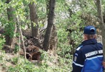 Urșii au început să apară din nou prin apropierea localităților prahovene