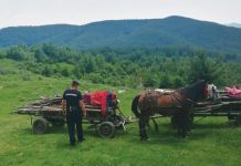 Flori de tei cu „parfum” de amenzi: 4.000 de lei!