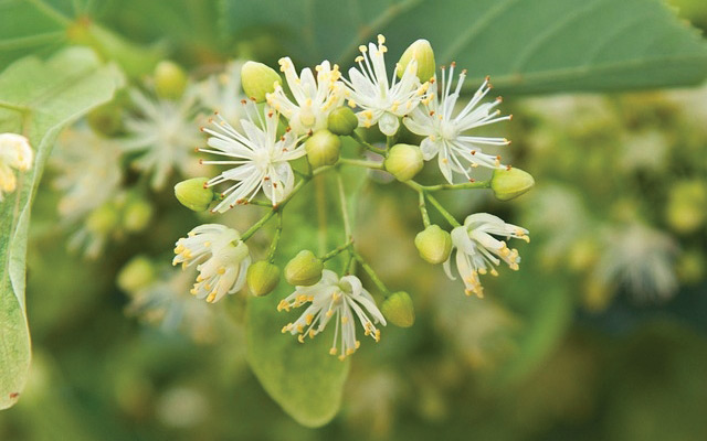 florile-de-tei