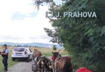 Iar la furat de lemne? Iar!