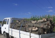 Aproape 800 de metri cubi de material lemnos – confiscaţi în urma unor controale ale poliţiei, jandarmeriei şi personalului silvic