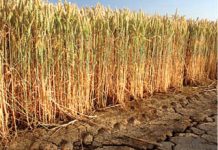 Ministrul Agriculturii promite că rectificarea bugetară va permite alocarea de despăgubiri pentru secetă în valoare de 850 milioane lei