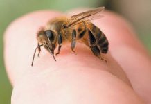 Veninul de albină are potenţialul de a distruge celulele cancerului de sân