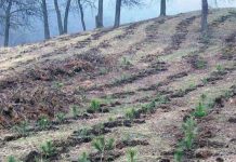 Peste 40 de hectare de teren vor fi regenerate natural, în această toamnă, la nivelul Direcţiei Silvice Prahova