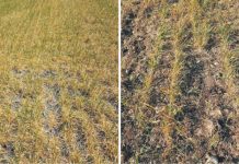 Peste 300 de agricultori prahoveni au cerut despăgubiri pentru culturile compromise de secetă