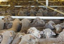 Credem că vă interesează: Plata ajutorului de stat pentru crescătorii de animale va fi făcută până la 30 iunie 2022