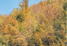 Bărbat şi femeie din Diţeşti – cercetaţi penal pentru furt de arbori