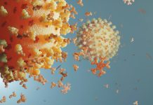 Un nou studiu indică prezenţa anticorpilor împotriva SARS-CoV-2 până la şapte luni după infectare