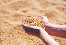 Importurile Chinei de soia boabe vor atinge anul acesta un nivel record