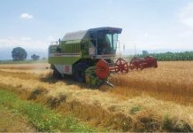 Producţiile agricole din Prahova din 2020 – mult sub cele din anii buni !