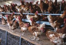 Rusia a raportat primele cazuri de infectare umană cu varianta AH5N8 a gripei aviare