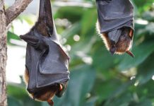 Schimbările climatice ar fi putut să joace un rol în apariţia maladiei COVID-19