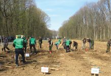 Mulți iubesc pădurea, dar puțini o înțeleg! Angajații Direcției Silvice readuc la viață plămânii verzi ai Prahovei