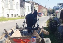 Căruțașii depistați pe străzile din Ploiești, amendați și lăsați fără căruțe