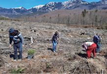 Cu ochii la cer şi cu verdele-n gând, ieri, au început lucrările de împădurire la Cheia!