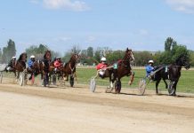 Caii au terminat vacanţa!