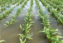 „Potopul” a afectat și culturile agricole din Prahova