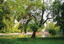 Fiecare petic de spaţiu verde este important pentru ecosistem şi sănătatea umană