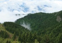 Alte 396 de hectare de păduri prahovene – incluse în Catalogul Naţional al Pădurilor Virgine şi Cvasivirgine din România