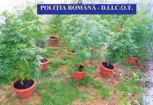 Şapte prahoveni, bănuiţi de trafic de cannabis, audiaţi de procurorii DIICOT Ploieşti