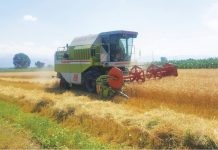 Producție foarte bună la grâu în Prahova!