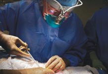 Chirurgi americani au transplantat cu succes un rinichi de porc la un pacient uman