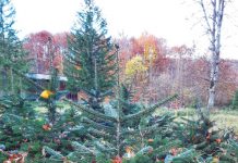 Peste 2.700 de pomi de iarnă pentru Sărbători – asiguraţi de pepinierele Direcţiei Silvice Prahova