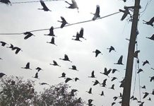 Un studiu european amplu relevă un declin „dezolant” al populaţiei de păsări