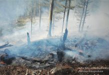 Angajaţi ai Direcţiei Silvice Prahova patrulează pentru prevenirea incendiilor de pădure