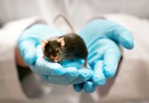 O pilulă contraceptivă pentru bărbaţi a prezentat o eficacitate de 99% în teste pe şoareci