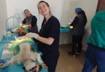 Campania de sterilizare gratuită a câinilor și pisicilor din Ploiești s-a prelungit