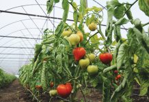 Sprijinul financiar de mii de euro – miza a sute de prahoveni care produc legume în spații protejate