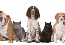 La Comarnic, o nouă campanie de sterilizare gratuită a animalelor cu stăpân