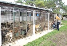 Deputatul PSD Bogdan Toader: Câinii fără stăpân, o problemă care poate fi rezolvată şi de consiliile judeţene!