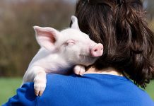 O tulpină de MRSA care a apărut la porci are „capacitatea de a infecta oamenii“