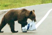 Ministrul Mediului: Avem, fără îndoială, o populaţie de urs brun scăpată de sub control!