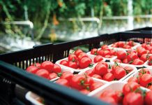 Oamenii de ştiinţă au editat materialul genetic al roşiilor pentru a deveni o sursă vegană de vitamina D