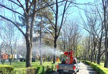 La Ploieşti, o nouă campanie de dezinsecţie şi deratizare