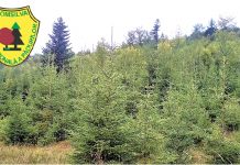 Romsilva scoate la vânzare aproape 31.000 de pomi de Crăciun